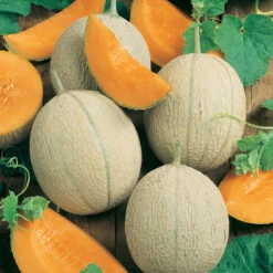 Hearts Of Gold Melon Seeds (Organic) -JulboCorona Trees Store 150 melon hearts of gold web
