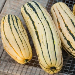 Delicata Winter Squash Seeds (Organic) -JulboCorona Trees Store 20121002 0172 1 1