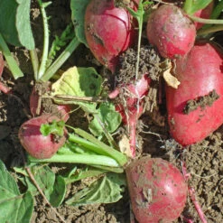 Cherry Belle Radish Seeds (Organic) -JulboCorona Trees Store 274 radish cherrybelle web