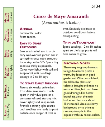 Renee's Garden Ornamental Amaranth Cinco De Mayo 5 Renee's Garden Ornamental Amaranth Cinco De Mayo - Image 3