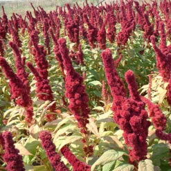 Red Amaranth Greens Seeds (Organic) -JulboCorona Trees Store 4290221 amaranthus elephant head amaranthus gangeticus