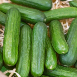 Best Seller -JulboCorona Trees Store 459 cucumber muncher web