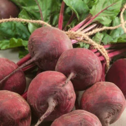 Green Top Bunching Beet Seeds (Organic) -JulboCorona Trees Store 534 beet green top bunching web