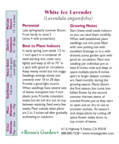 Renee's Garden Container Lavender White Ice -JulboCorona Trees Store 5844 pb