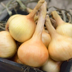 Walla Walla Onion Seeds (Organic) -JulboCorona Trees Store 639 onion walla walla web