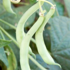 Tendergreen Bush Bean Seeds (Organic) -JulboCorona Trees Store 839 bean tendergreen web