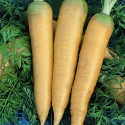 Solar Yellow Carrot Seeds (Organic) -JulboCorona Trees Store 932 carrot solor yellow web