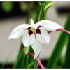 Acidanthera Murielae (Pack Of 20) -JulboCorona Trees Store Acidanthera