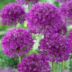 Bee Bulb Collection - Purple (Pack Of 50) -JulboCorona Trees Store Allium Purple Sensation