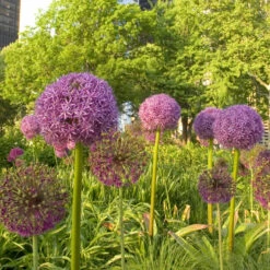 "Purple Sensation" Allium (Pack Of 8)
