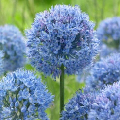 Bee Bulb Collection - Blue (Pack Of 50) -JulboCorona Trees Store Allium caeruleum