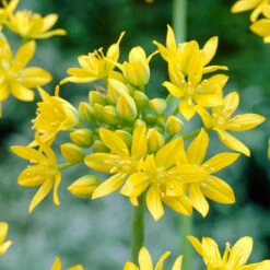 Bee Bulb Collection - Yellow (Pack Of 50) -JulboCorona Trees Store Allium moly