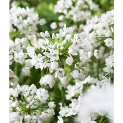 Bee Bulb Collection - White (Pack Of 50) -JulboCorona Trees Store Allium neapolitanum