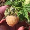 Organic Raspberry - Anne Golden (Ea) -JulboCorona Trees Store Anne Golden Raspberry BYB