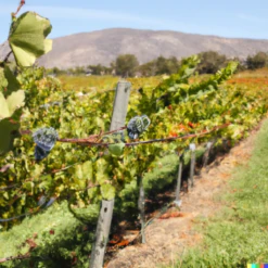 Wine Grape Vine - Cabernet Sauvignon -JulboCorona Trees Store Cab2