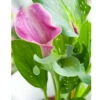 Zantedeschia (Calla Lily) Denver (Pack Of 1) -JulboCorona Trees Store Calla Lily Denver