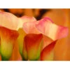 Zantedeschia (Calla Lily) Lady Marmalade (Pack Of 1) -JulboCorona Trees Store Calla Lily Lady Marmalade