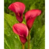 Zantedeschia (Calla Lily) Red Alert (Pack Of 1) -JulboCorona Trees Store Calla Lily Red Alert