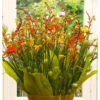 Crocosmia Crocosmiiflora Mixture (Pack Of 8) -JulboCorona Trees Store Crocosmia Mixture
