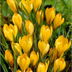 Bee Bulb Collection - Yellow (Pack Of 50) -JulboCorona Trees Store Crocus Golden Yellow