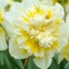 "Ice King" Double Daffodil Bulbs (Pack Of 5) -JulboCorona Trees Store Daffodil Double Ice King