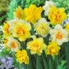 Double Daffodil Bulb Mix (Pack Of 12) -JulboCorona Trees Store Daffodil Double Mixed