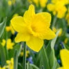 "Dutch Master" Daffodil Bulbs (Pack Of 15) -JulboCorona Trees Store Daffodil Dutch Master