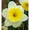"Ice Follies" Large Cup Daffodil Bulbs (Pack Of 15) 2 "Ice Follies" Large Cup Daffodil Bulbs (Pack Of 15) -JulboCorona Trees Store Daffodil Ice Follies 2