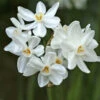 "Ziva" Paperwhite Daffodil Bulbs (Pack Of 4) -JulboCorona Trees Store Daffodil Paperwihte Ziva Tazetta