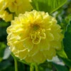 Dahlia Decorative American Sun (Pack Of 2) -JulboCorona Trees Store Dahlia American Sun