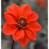 Dahlia Peony Flowering Bishop Of Llandaff (Pack Of 2) -JulboCorona Trees Store Dahlia Bishop of Llandaff