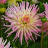 Dahlia Cactus Cabana Banana (Pack Of 2) -JulboCorona Trees Store Dahlia Cabana Banana