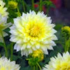 Dahlia Fimbriata Canary Fubuki (Pack Of 2) -JulboCorona Trees Store Dahlia Canary Fubuki