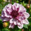 Dahlia Decorative Creme De Cassis (Pack Of 2) -JulboCorona Trees Store Dahlia Creme de Cassis