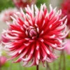 Dahlia Cactus Friquolet (Pack Of 2) -JulboCorona Trees Store Dahlia Friquolet