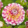 Dahlia Decorative Hawaii (Pack Of 2) -JulboCorona Trees Store Dahlia Hawaii