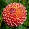 Dahlia Ball Flowering Jowey Nicky (Pack Of 2) -JulboCorona Trees Store Dahlia Jowey Nicky