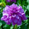 Dahlia Dinner Plate Lilac Time (Pack Of 2) -JulboCorona Trees Store Dahlia Lilac Time