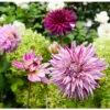 Dahlia Decorative Purple Blend (Pack Of 3) -JulboCorona Trees Store Dahlia Purple Blend