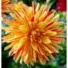 Dahlia Semi Cactus Striped Vulcan (Pack Of 2) -JulboCorona Trees Store Dahlia Striped Vulcan