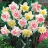 Double Duo Daffodil Bulb Mix (Pack Of 15) -JulboCorona Trees Store Double Duo Daffodil Bulb Mix