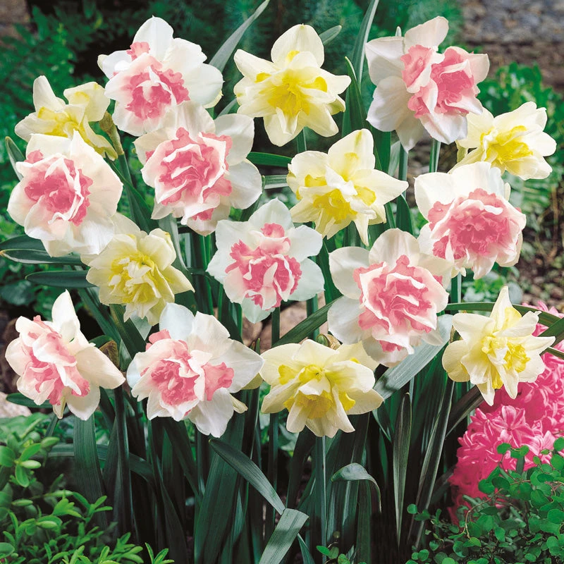 Double Duo Daffodil Bulb Mix (Pack Of 15) 3 Double Duo Daffodil Bulb Mix (Pack Of 15)