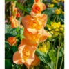 Gladiolus Large Flowering Olympic Flame (Pack Of 10) -JulboCorona Trees Store Gladiolus Olympic Flame
