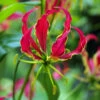 Gloriosa Rothschildiana Lily (Pack Of 1) -JulboCorona Trees Store Gloriosa Rothschildiana Lily