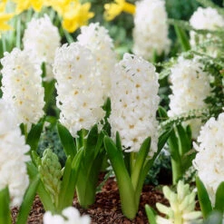Bee Bulb Collection - White (Pack Of 50) -JulboCorona Trees Store Hyacinth Carnegie