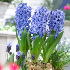 Bee Bulb Collection - Blue (Pack Of 50) -JulboCorona Trees Store Hyacinthus Delft Blue