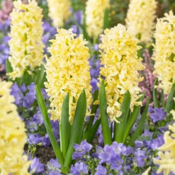 Bee Bulb Collection - Yellow (Pack Of 50) -JulboCorona Trees Store Hyacinthus Gipsy Princess