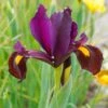 "Red Ember" Dutch Iris Bulbs (Pack Of 10) -JulboCorona Trees Store Iris Dutch Red Ember