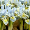 "Katherine Hodgkin" Dwarf Iris Bulbs (Pack Of 20) -JulboCorona Trees Store Iris Dwarf Katherne Hodgkin