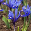 "Harmony" Dwarf Iris Bulbs (Pack Of 20) 1 "Harmony" Dwarf Iris Bulbs (Pack Of 20) -JulboCorona Trees Store Iris Dwarf reticulata Harmony